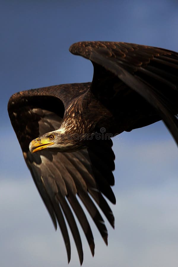 Juvenile American Bald eagle in flight against a blue sky. Juvenile American Bald eagle in flight against a blue sky