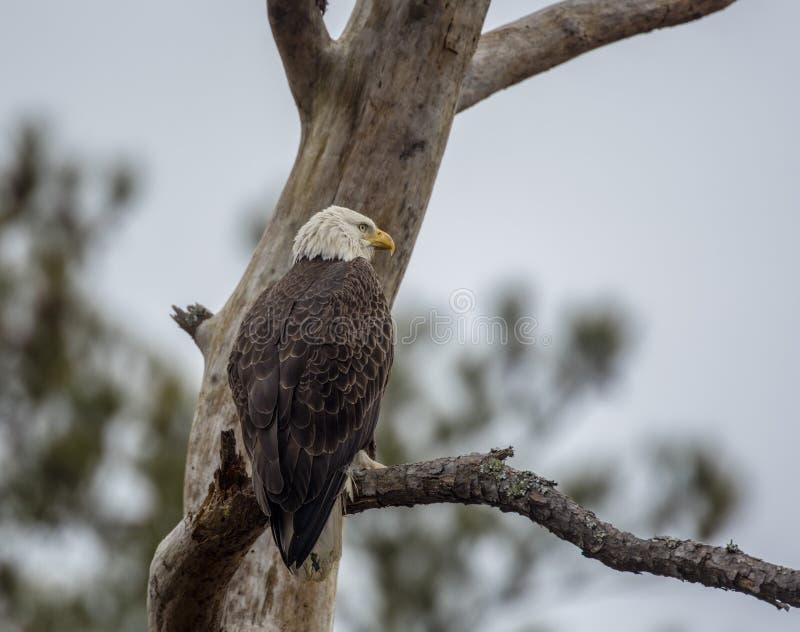 Aigle chauve, leucocephalus de Haliaeetus, observant d'un arbre images stock Aigle chauve, leucocephalus de Haliaeetus, observant d'un arbre images stock