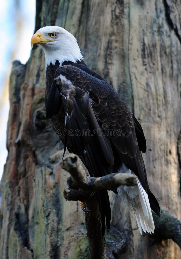 Aigle chauve majestueux images stock Aigle chauve majestueux images stock