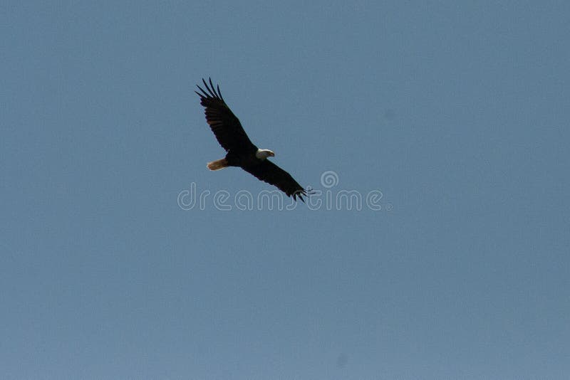 Aigle chauve montant photo libre de droits Aigle chauve montant photo libre de droits