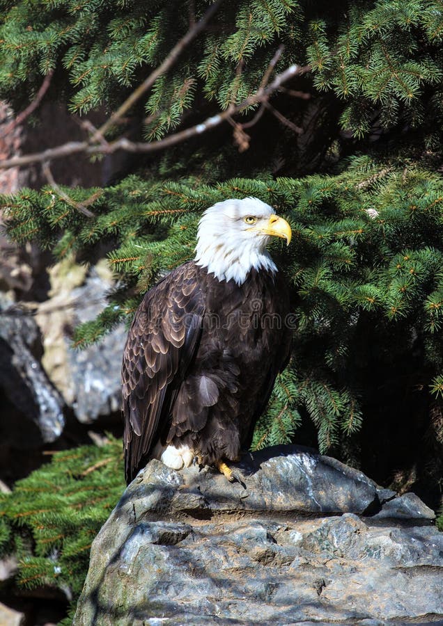 Aigle chauve se reposant sur la pierre sur le fond vert d'arbre photographie stock libre de droits Aigle chauve se reposant sur la pierre sur le fond vert d'arbre photographie stock libre de droits