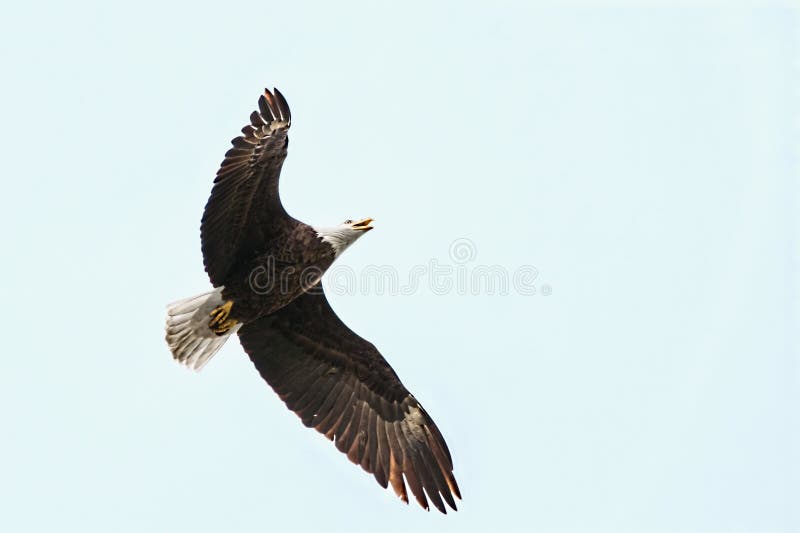 Aigle chauve, volant images stock Aigle chauve, volant images stock