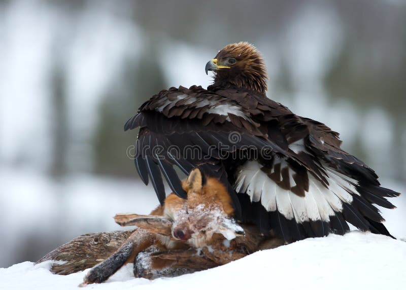 Aigle d'or (chrysaetos d'Aquila) images libres de droits Aigle d'or (chrysaetos d'Aquila) images libres de droits
