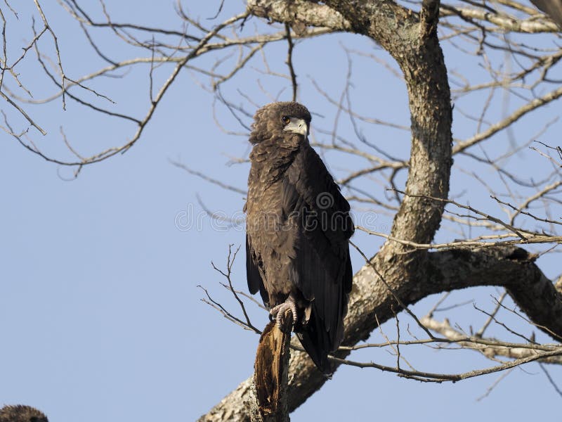 Aigle de Bateleur, ecaudatus de Terathopius photo libre de droits Aigle de Bateleur, ecaudatus de Terathopius photo libre de droits