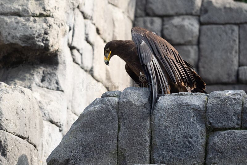 Aigle de Brown sur des roches photos stock Aigle de Brown sur des roches photos stock