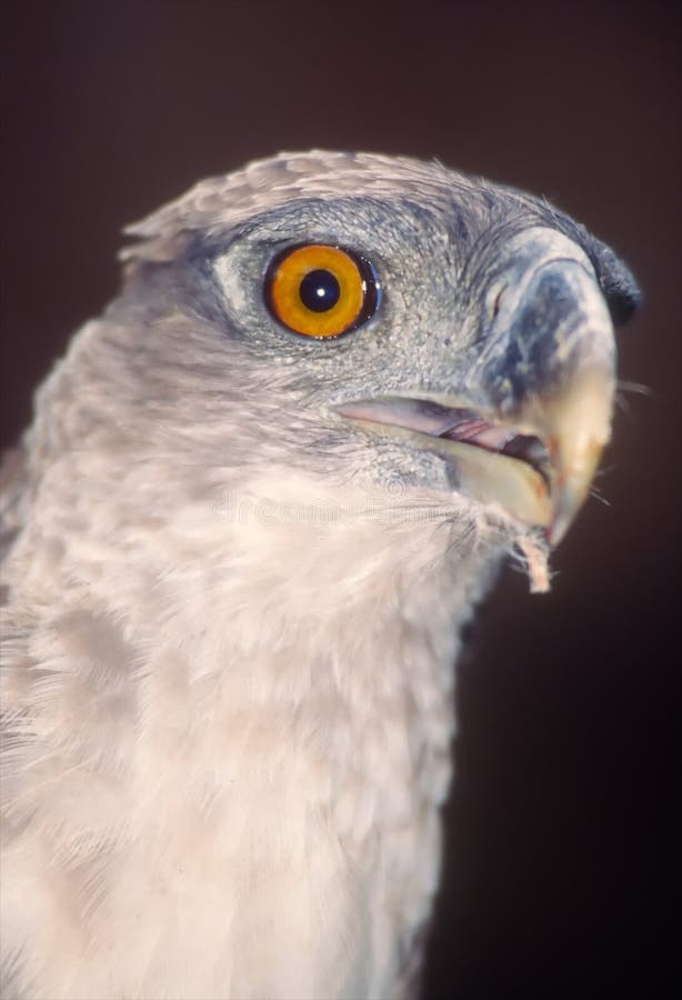 Aigle de harpy de Papuan photo stock Aigle de harpy de Papuan photo stock