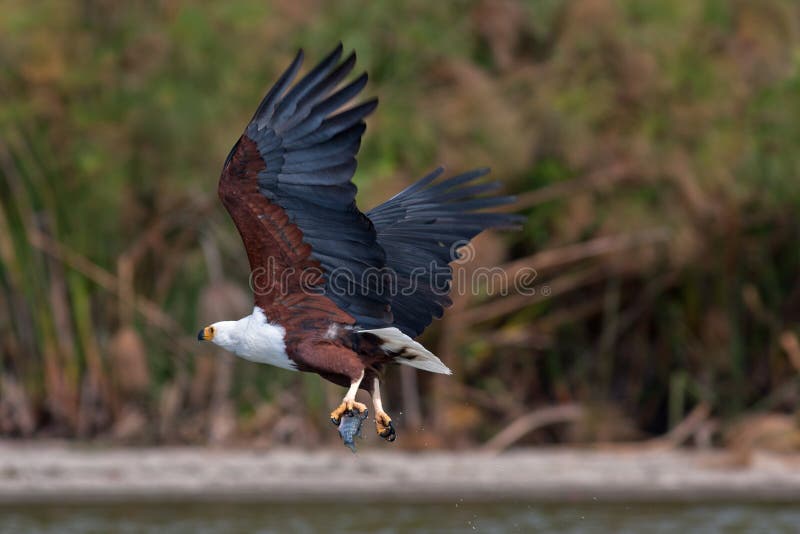Aigle de poissons africain photographie stock libre de droits Aigle de poissons africain photographie stock libre de droits