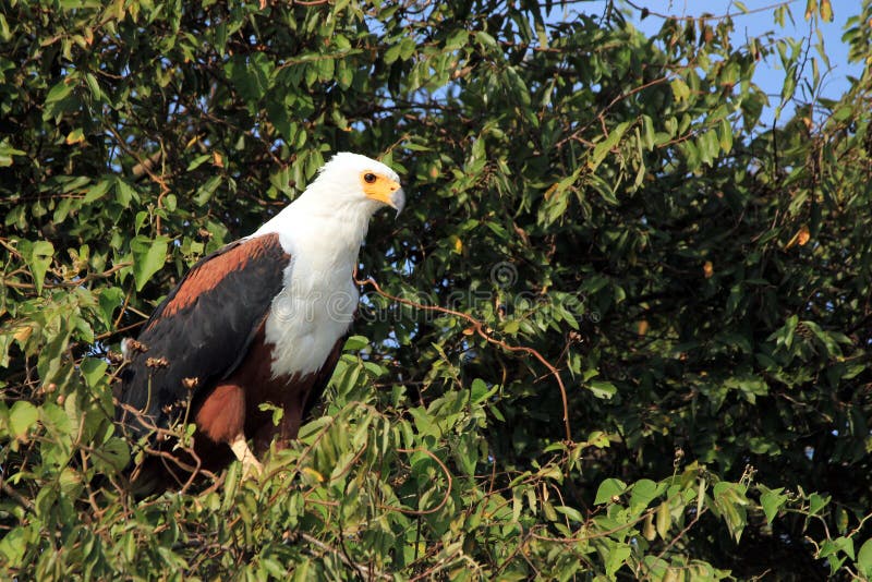 Download Aigle de poissons africain photo stock. Image du désert - 76090630