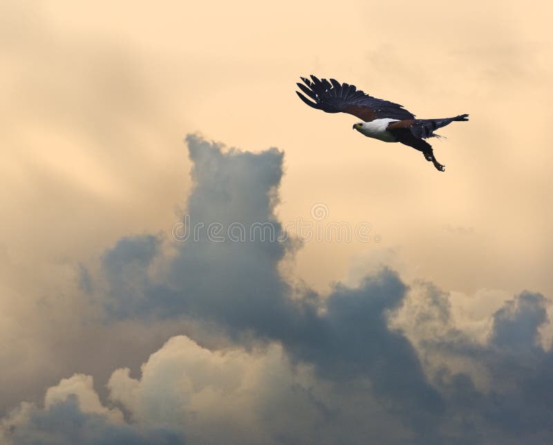African fish eagle in flight against beautiful sunset sky. African fish eagle in flight against beautiful sunset sky
