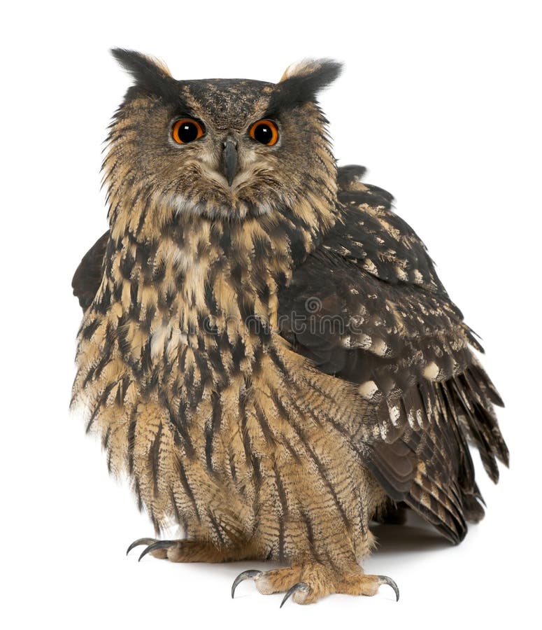 Aigle-Hibou eurasien, bubo de Bubo, 15 années Aigle-Hibou eurasien, bubo de Bubo, 15 années