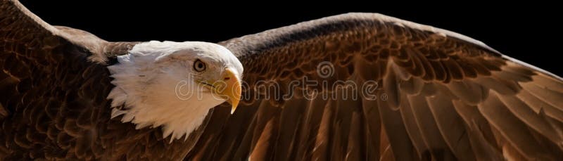 Aigle montant Aigle montant