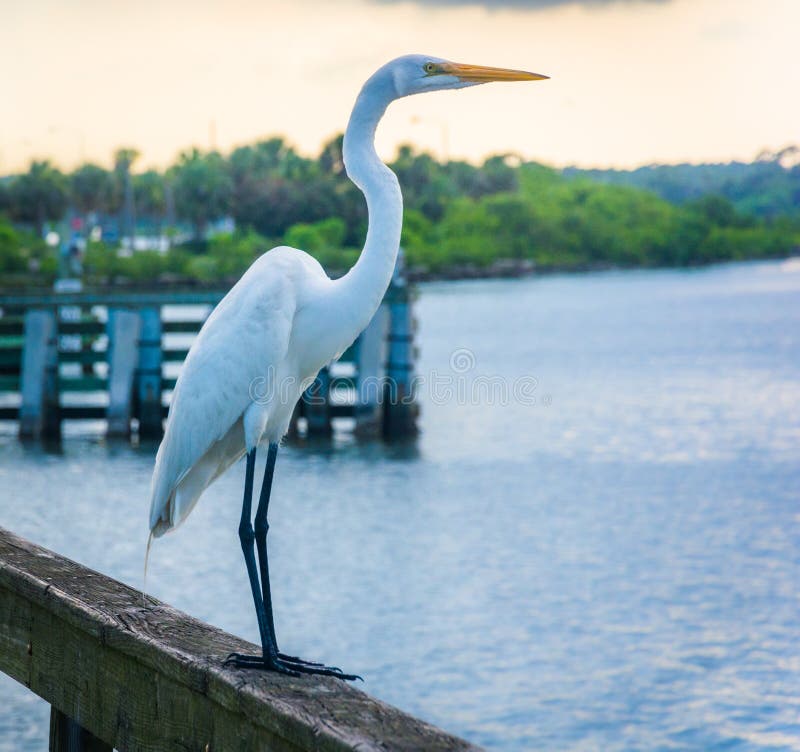 Aigrette op een visserijpijler in Miami, Florida royalty-vrije stock afbeelding Aigrette op een visserijpijler in Miami, Florida royalty-vrije stock afbeelding