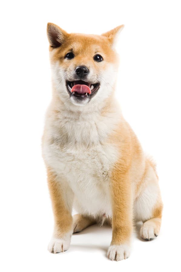 Aiko royalty free stock image