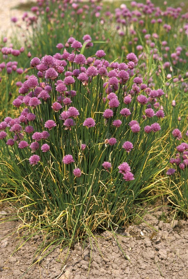 Garlic, Allium Sativum Flower Plant Stock Image Image of botany