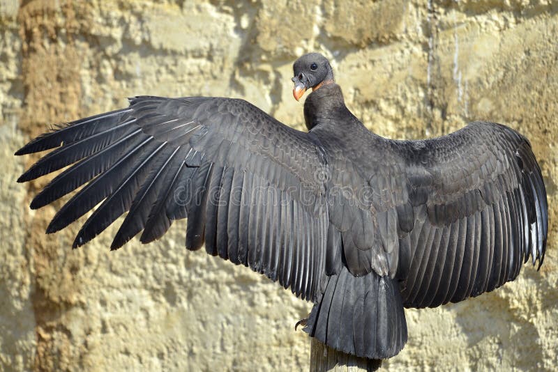 Closeup of juvenile King vulture (Sarcoramphus papa) outspread wings, back view. Closeup of juvenile King vulture (Sarcoramphus papa) outspread wings, back view