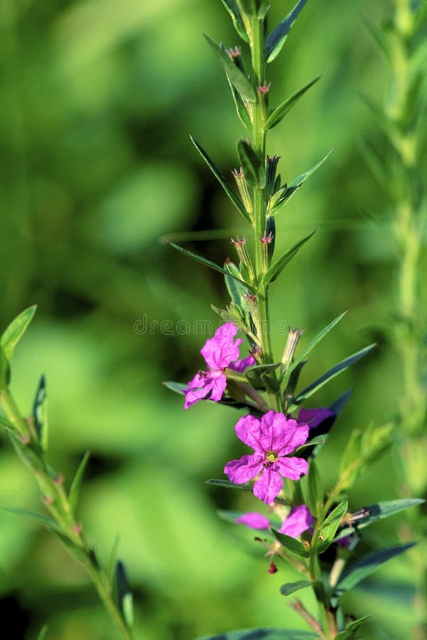 Winged Loosestrife in blossom growing in Somme Prairie Nature Preserve Northbrook Illinois    31044  Lythrum alatum. Winged Loosestrife in blossom growing in Somme Prairie Nature Preserve Northbrook Illinois    31044  Lythrum alatum