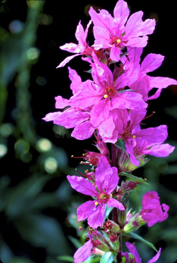 Winged Loosestrife in blossom growing in Milwaukee Wisconsin    18088  Lythrum alatum. Winged Loosestrife in blossom growing in Milwaukee Wisconsin    18088  Lythrum alatum