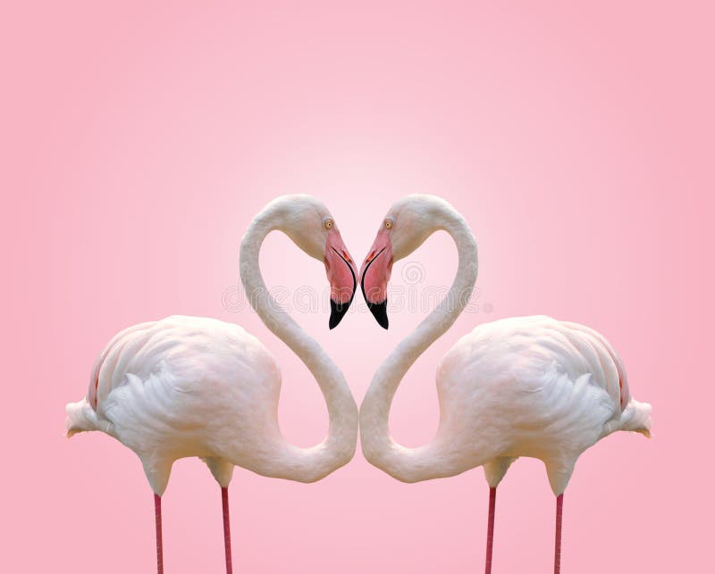 Love concept shape heart of couple flamingo on pink background with copy space. Love concept shape heart of couple flamingo on pink background with copy space