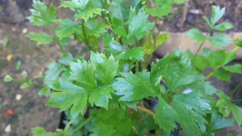 Aipo num vaso pequeno fotos de stock royalty free