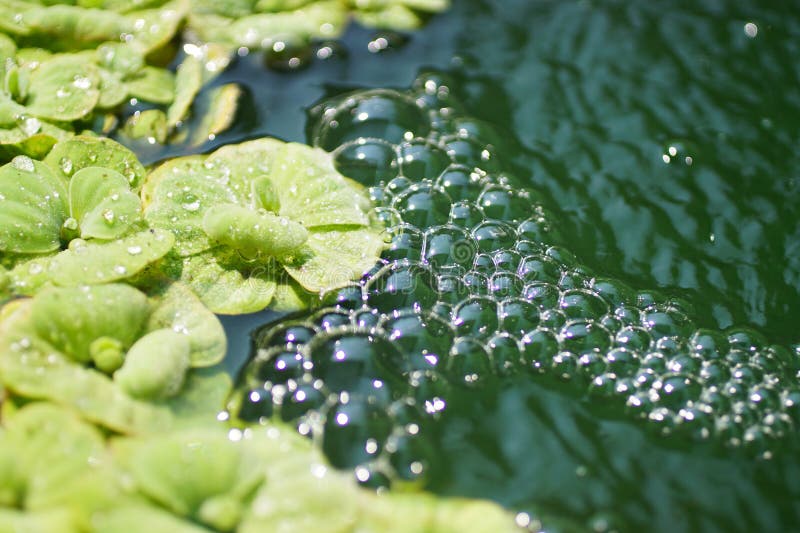 Air Bubbles with Water Plant at Pool Stock Image Image of