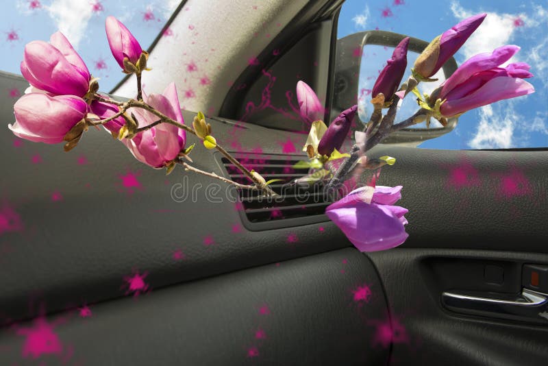Air conductors car magnolia flower aroma royalty free stock photo Air conductors car magnolia flower aroma royalty free stock photo