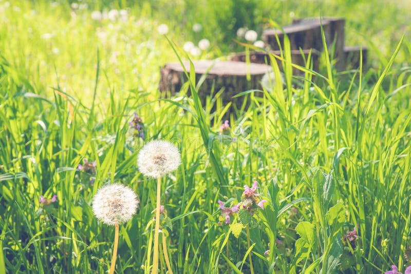 Air dandelions on a green field. Summer natural background. Rays of the sun through the grass. royalty free stock image Air dandelions on a green field. Summer natural background. Rays of the sun through the grass. royalty free stock image