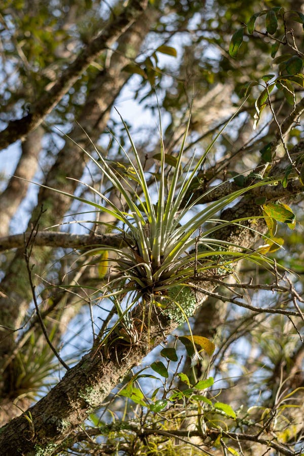 Air Plant Growing on a Tree in Big Cypress National Preserve Stock ...