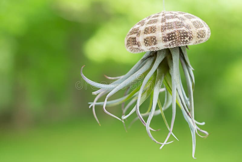 Air Plant Stock Photos Download 79 298 Royalty Free Photos