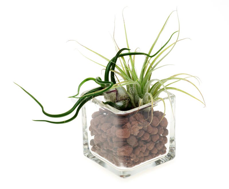 Air plants in a glass vase stock image. Image of vase 48603159
