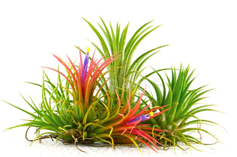 The Air Plants.