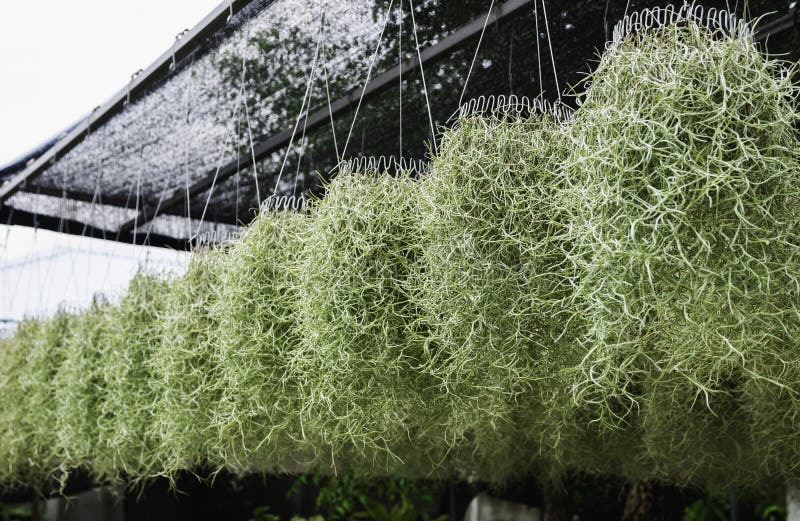 Air Purification Plants Hang in the Garden for Reducing 2.5 Pm