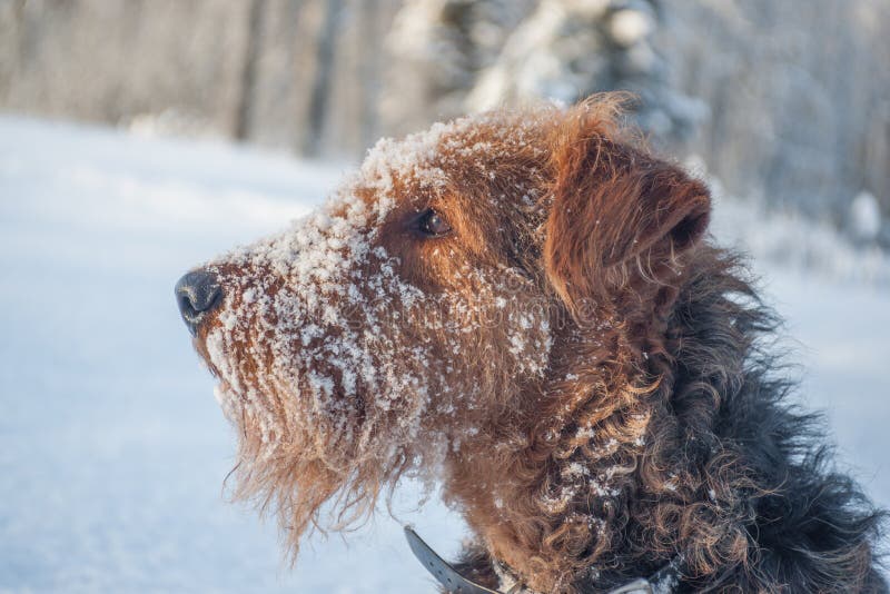 Airdale Terrier Profile in the Snow stock photo Airdale Terrier Profile in the Snow stock photo
