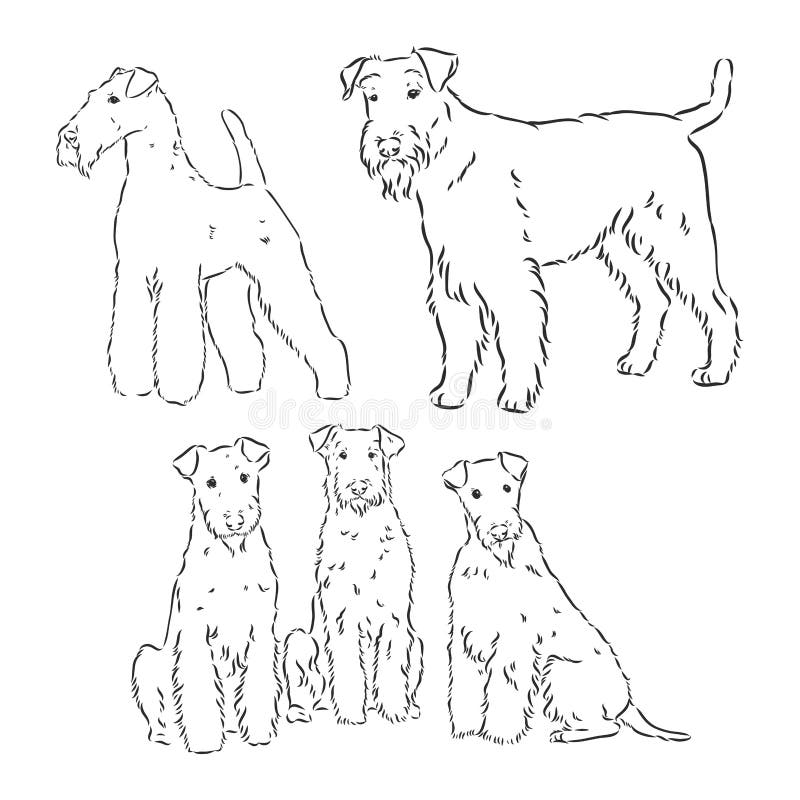 Airedale skräckdog. handdragen. vektorillustration stock illustrationer