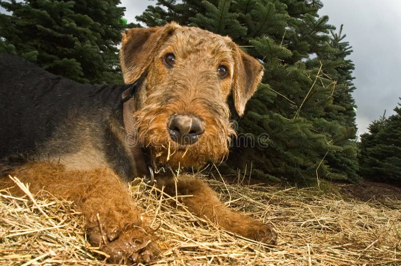 Airedale terrier dog with dirty paws