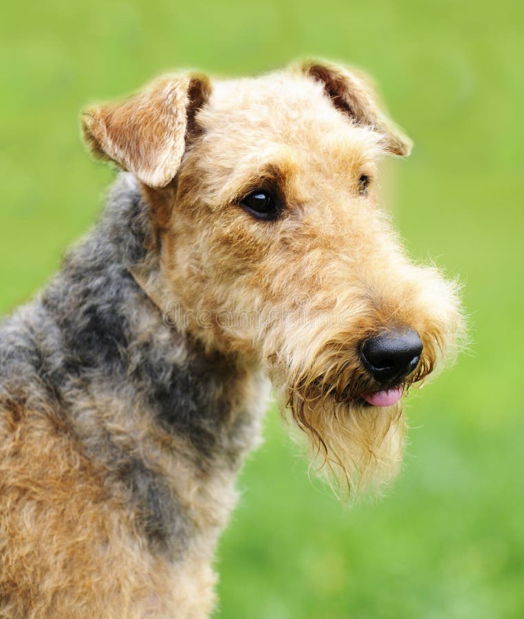 Airedale arkivfoto. Bild av medf8ort, angus, hund, carnivore 24613236