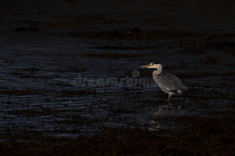 Airone cenerino, ardea cinerea, cercare, da pesca, inoltre, uno stagno basso durante la luce rigida di primo mattino in Scozia du fotografia stock libera da diritti Airone cenerino, ardea cinerea, cercare, da pesca, inoltre, uno stagno basso durante la luce rigida di primo mattino in Scozia du fotografia stock libera da diritti