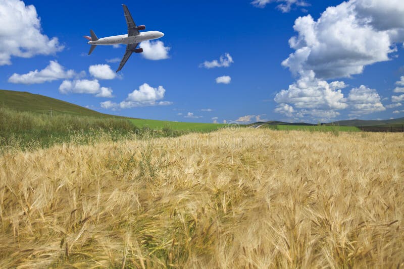 Airplane and wheat field