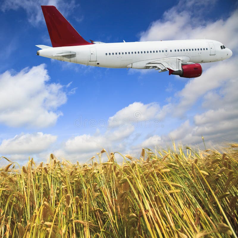 Airplane and wheat field