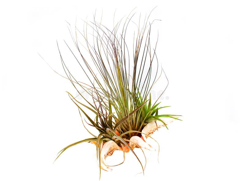 Airplant in a shell