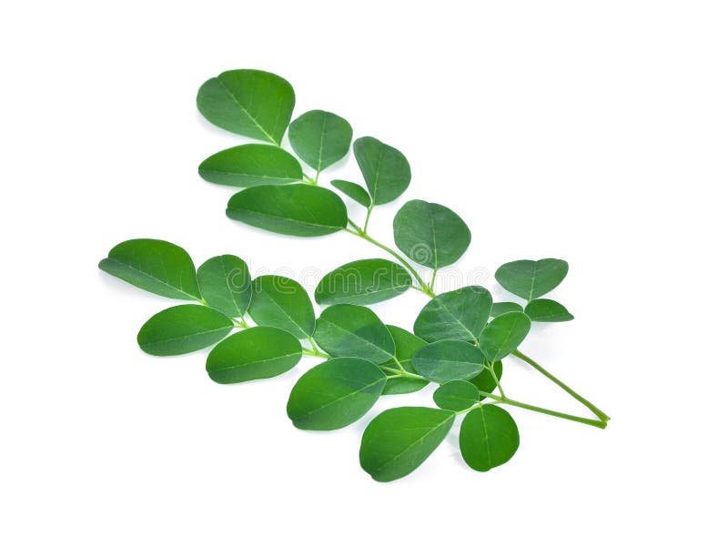 Aislante de las hojas de Moringa en el fondo blanco imagen de archivo libre de regalías Aislante de las hojas de Moringa en el fondo blanco imagen de archivo libre de regalías