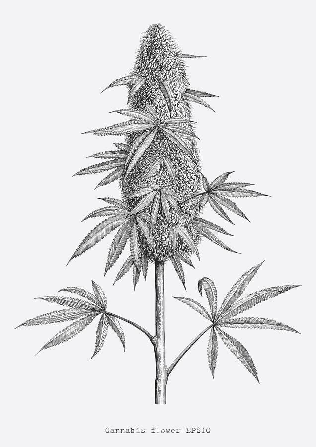 Aislante del estilo del grabado del vintage del dibujo de la mano de la flor del cáñamo encendido ilustración del vector Aislante del estilo del grabado del vintage del dibujo de la mano de la flor del cáñamo encendido ilustración del vector