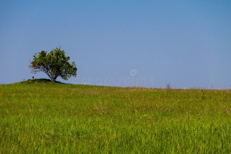 Ajardine con el solo árbol en la colina, el prado verde y el cielo azul imágenes de archivo libres de regalías Ajardine con el solo árbol en la colina, el prado verde y el cielo azul imágenes de archivo libres de regalías
