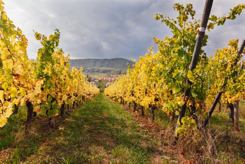 Ajardine con los viñedos del otoño en la región Alsacia, Francia imágenes de archivo libres de regalías Ajardine con los viñedos del otoño en la región Alsacia, Francia imágenes de archivo libres de regalías