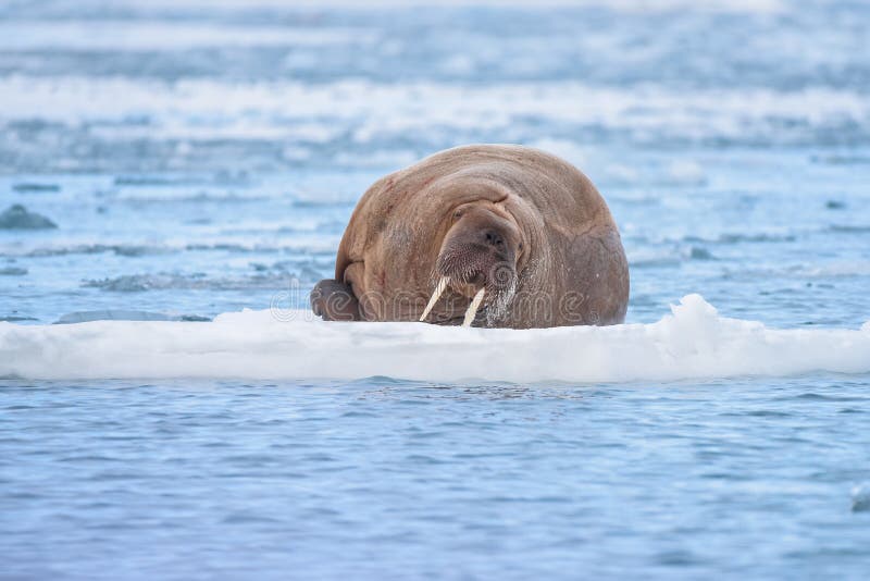 Norway landscape nature walrus on an ice floe of Spitsbergen Longyearbyen Svalbard arctic winter polar sunshine day sky. Norway landscape nature walrus on an ice floe of Spitsbergen Longyearbyen Svalbard arctic winter polar sunshine day sky