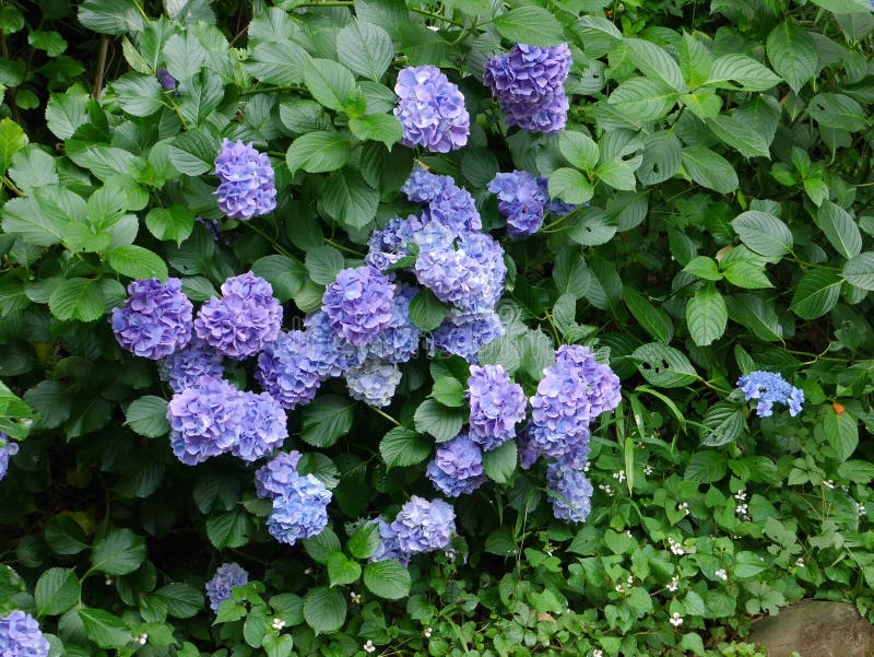 661 Ajisai Summer Flower Photos Free Royalty Free Stock Photos From Dreamstime