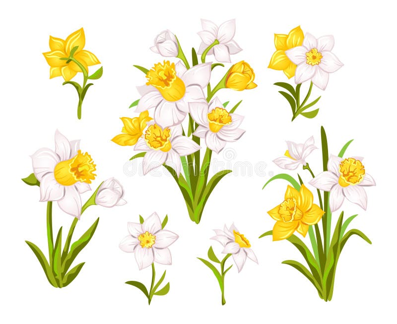 Set of beautiful narcissus flowers for cards, posters, textile etc. Cartoon narcissus vector set. Set of beautiful narcissus flowers for cards, posters, textile etc. Cartoon narcissus vector set