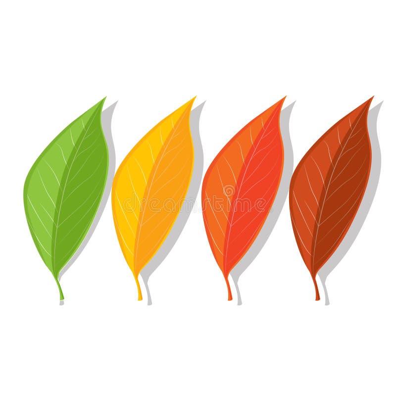 Ajuste de quatro folhas do ver?o e de outono Verde, amarelo, laranja e vermelho ilustração stock Ajuste de quatro folhas do ver?o e de outono Verde, amarelo, laranja e vermelho ilustração stock