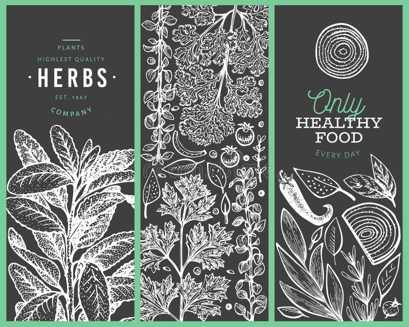 Set of tree culinary herbs banner templates. Hand drawn vintage botanical illustration on chalk board. Engraved style designs. Retro food background. Set of tree culinary herbs banner templates. Hand drawn vintage botanical illustration on chalk board. Engraved style designs. Retro food background