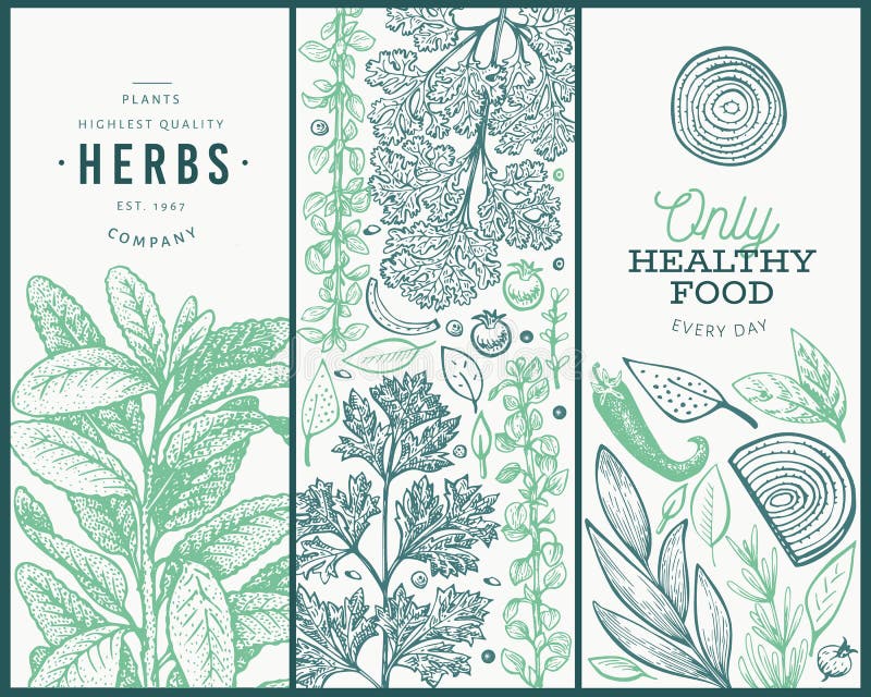 Set of tree culinary herbs banner templates. Hand drawn vintage botanical illustration. Engraved style designs. Retro food background. Set of tree culinary herbs banner templates. Hand drawn vintage botanical illustration. Engraved style designs. Retro food background