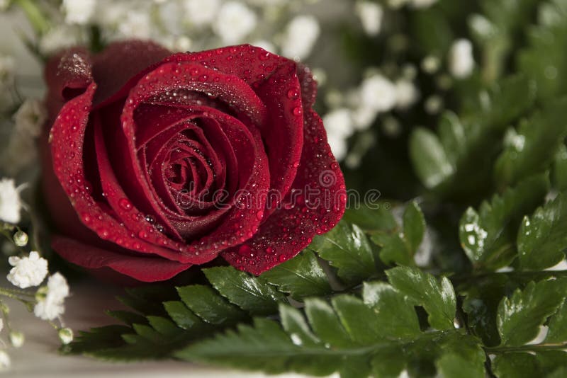 Ajuste romántico de la tarjeta del día de San Valentín de la boda del solo del rojo primer real de la rosa con las gotitas de agu imagenes de archivo Ajuste romántico de la tarjeta del día de San Valentín de la boda del solo del rojo primer real de la rosa con las gotitas de agu imagenes de archivo